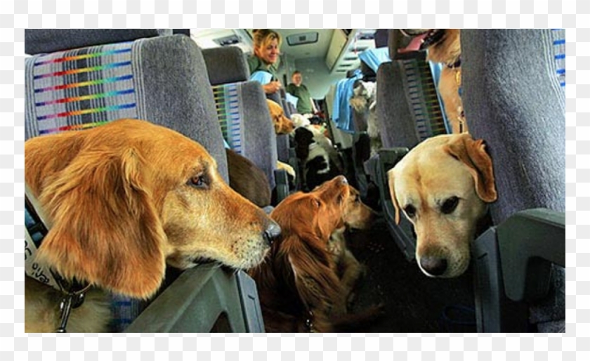 Dogs On A Plane Clipart