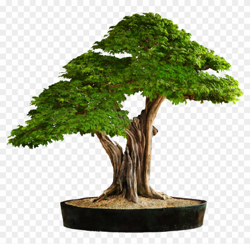 Bonsaï - Bonsai Tree Free Png Clipart #4266441