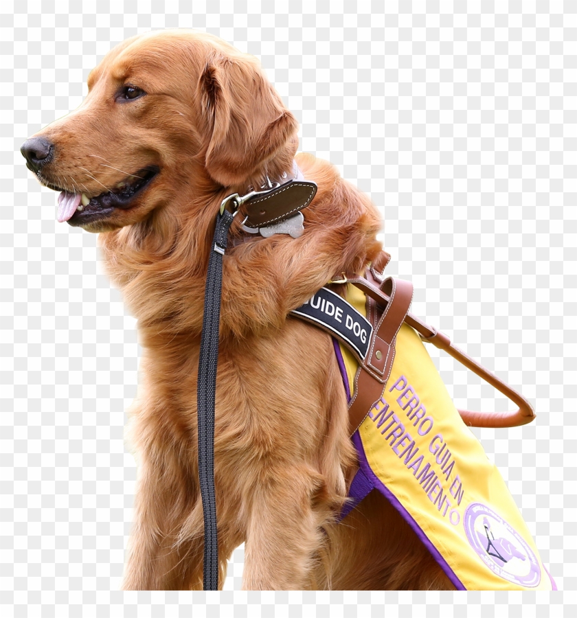 Postal De Max, Nuestro Querido Perro Guía En Entrenamiento - Dog Catches Something Clipart #4266442