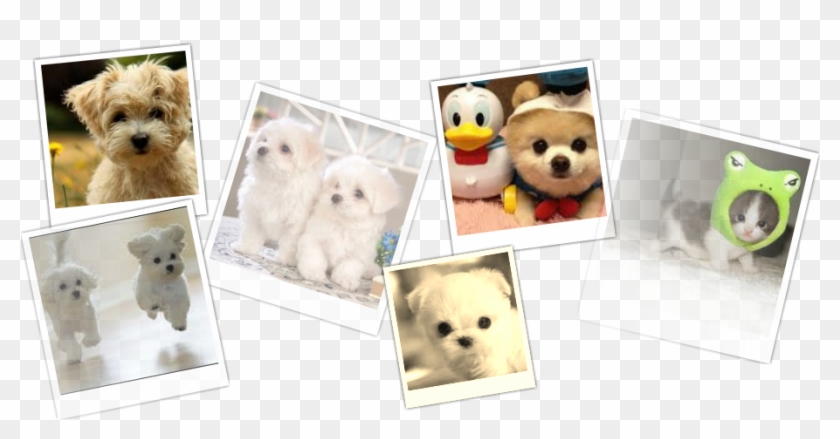 Perritos Tiernos - Cute Clipart