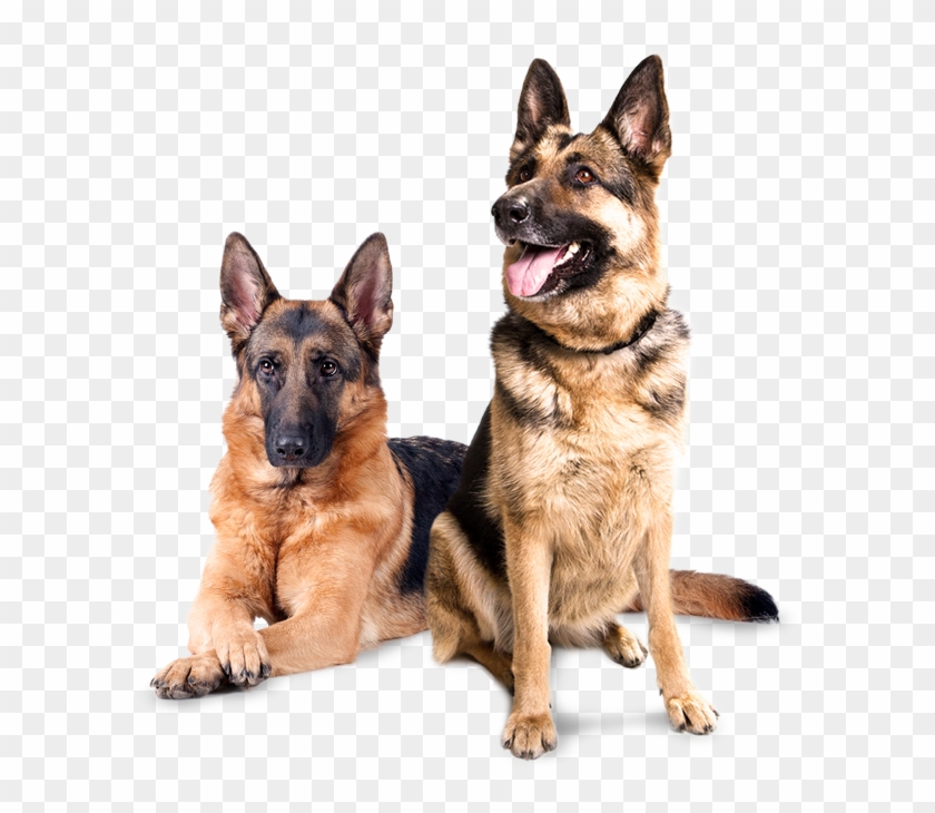 Inspección Con Caninos - Png Images Hd Dogs Clipart #4266635