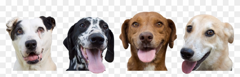 Png Animales Clipart