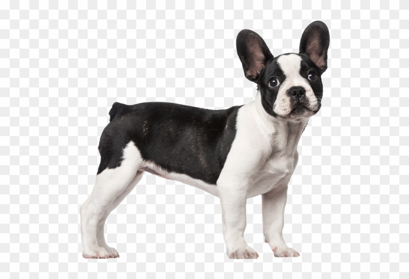 Perro Chico - French Bulldog 3 Months Old Clipart #4266808