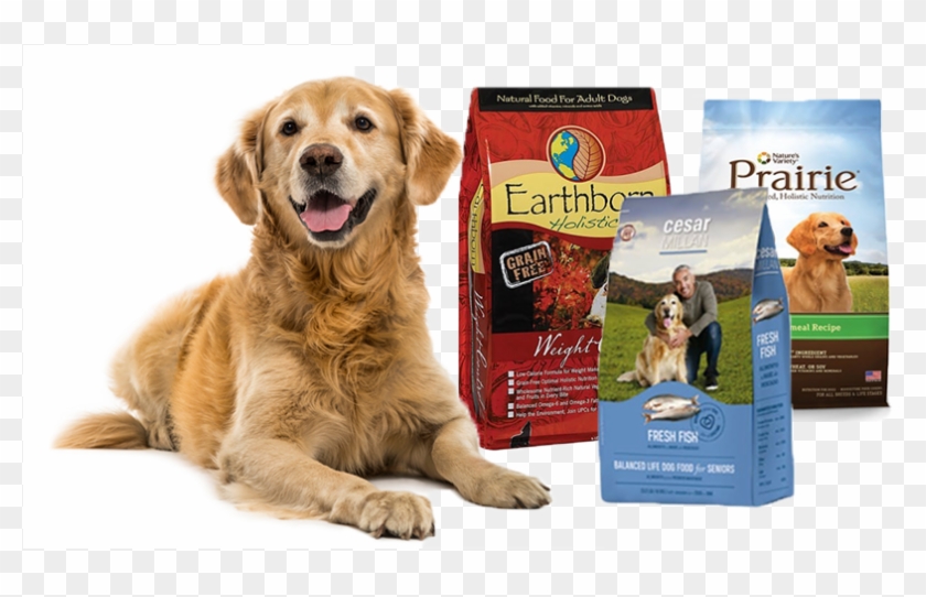 Los Perros Con Sobrepeso Tienen Una Mayor Incidencia - Dhobi Ka Kutta Na Ghar Ka Ghat Ka Clipart