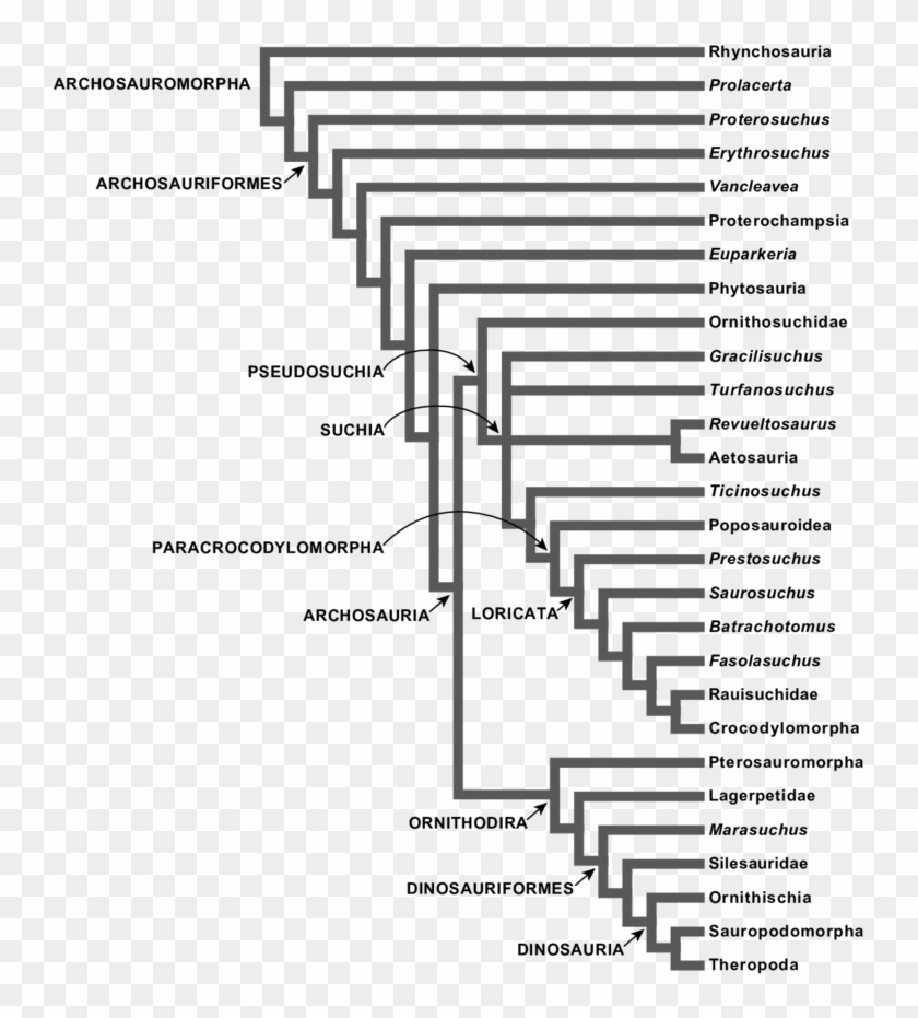 Arbre Phylogénétique Des Archosauromorphes Mettant - Ants Worker Soldier Queen Clipart #4267227