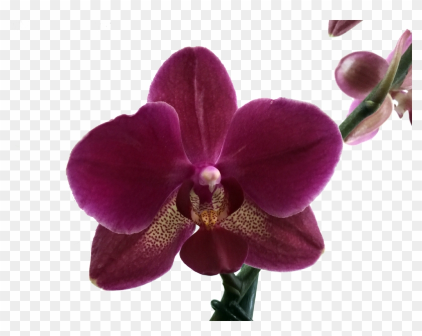 Clip Art Orquidea Png - Orquideas Phalaenopsis Exoticas Transparent Png #4267268