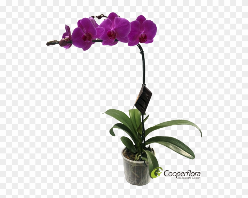 Vaso Orquidea Phalaenopsis , Png Download - Cooperflora Clipart