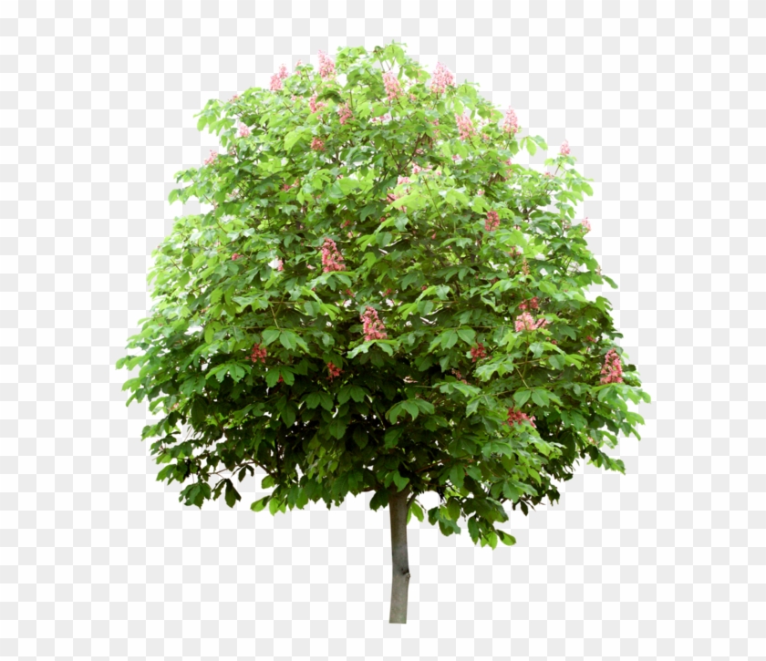 Arbre - Shoot Clipart