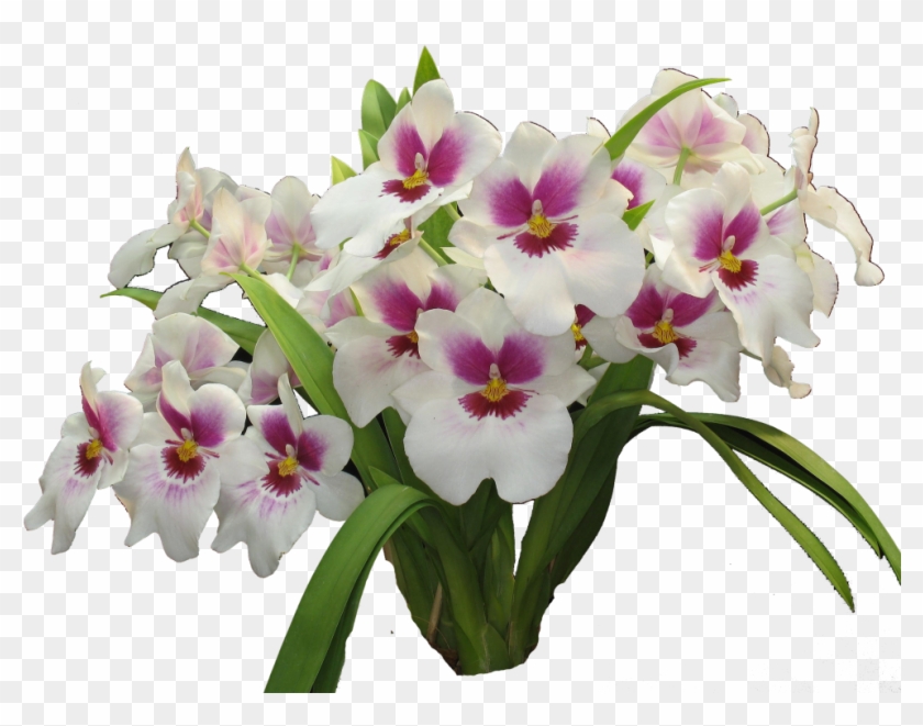 Orquidea-3 - Plantas Con Flor Orquideas Clipart #4267345