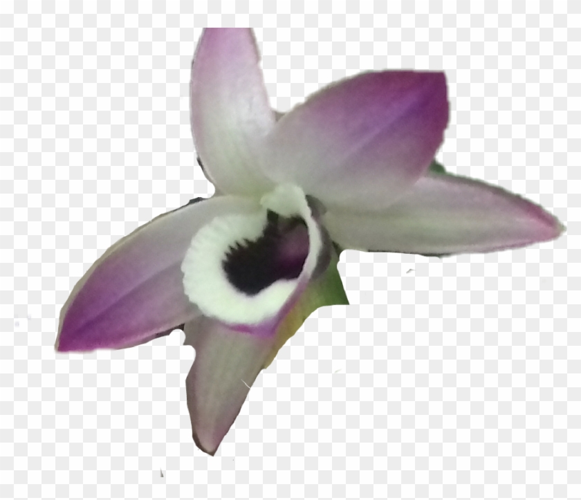 Orquidea Sticker - Cattleya Clipart #4267381