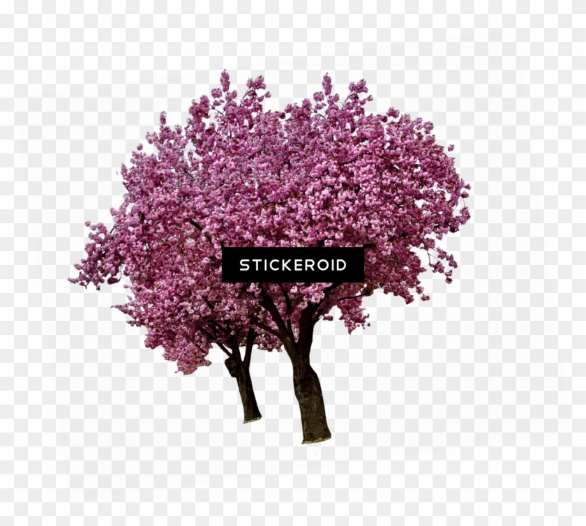 Spring Cherry Blossoms - Cherry Tree Transparent Background Clipart