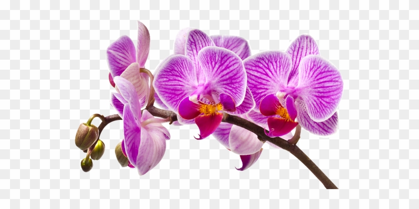 Imagem De Orquideas Em Png Clipart #4267529