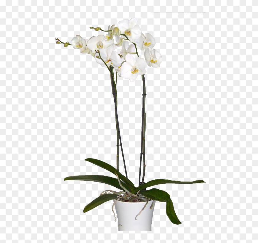 Orquídea Branca - - Orquidea Png Transparencia Clipart #4267579