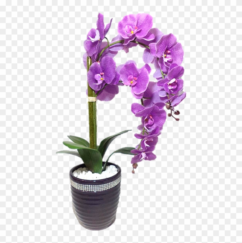 Orquidea Lilas Png - Mensagem De Aniversario Eliane Clipart #4267616