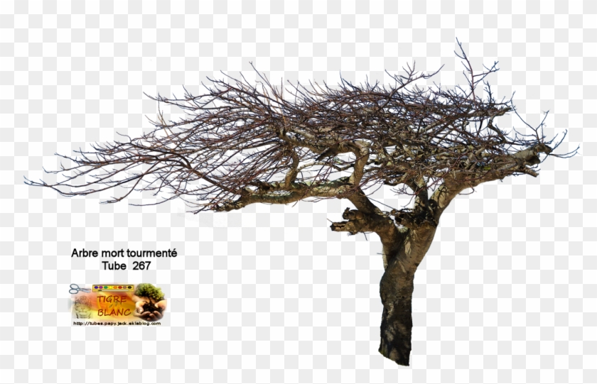 Arbres - Tube Png Arbre Hiver Clipart