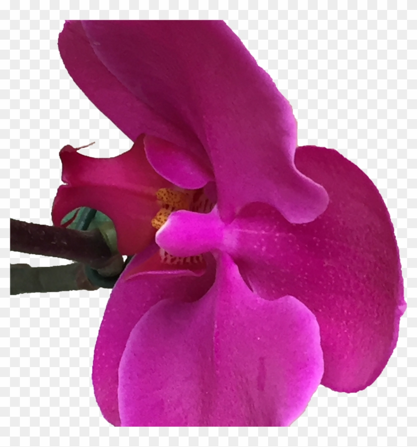 Orquídeas Finas - Moth Orchid Clipart #4267997