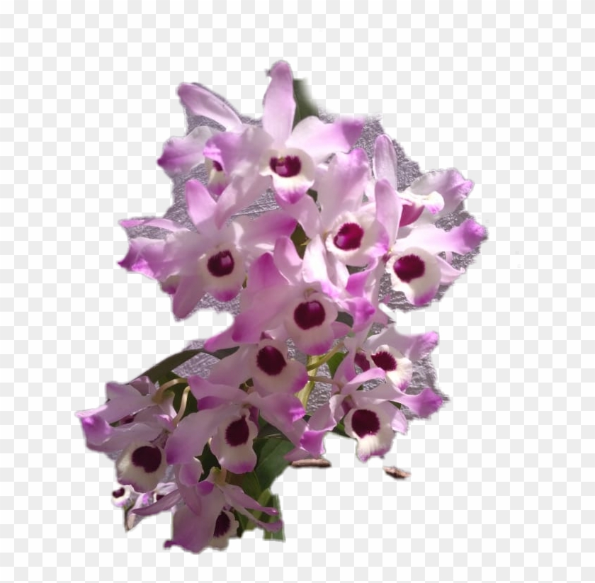 #orquidea - Artificial Flower Clipart #4268261