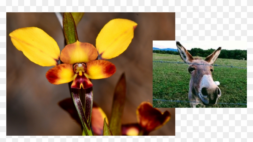 Diuris Porrifolius La Orquídea Burro - Cattleya Clipart #4268417
