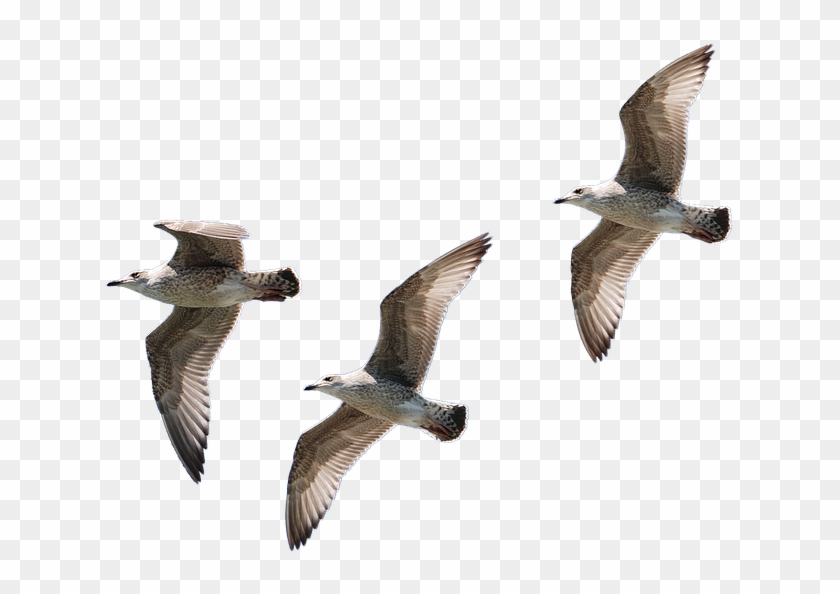 Gaviotas Png - Bird Flying No Background Clipart