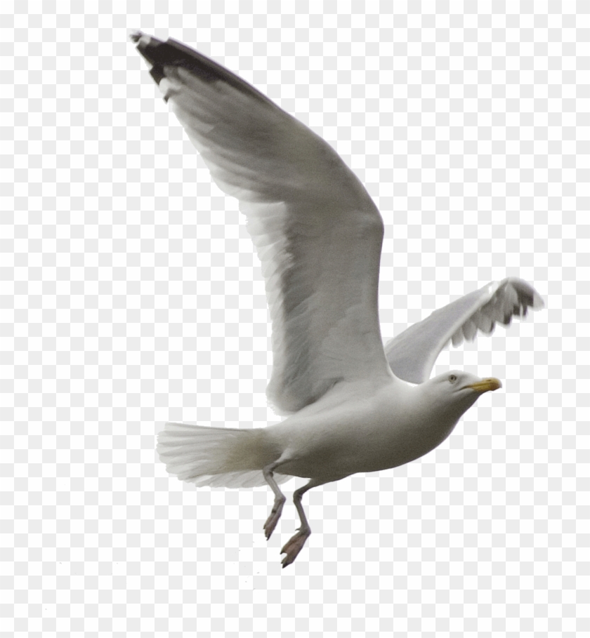 Esta Imagen De Gaviota En Vuelo Es De Evelevesey - Flying Seagull Png Clipart