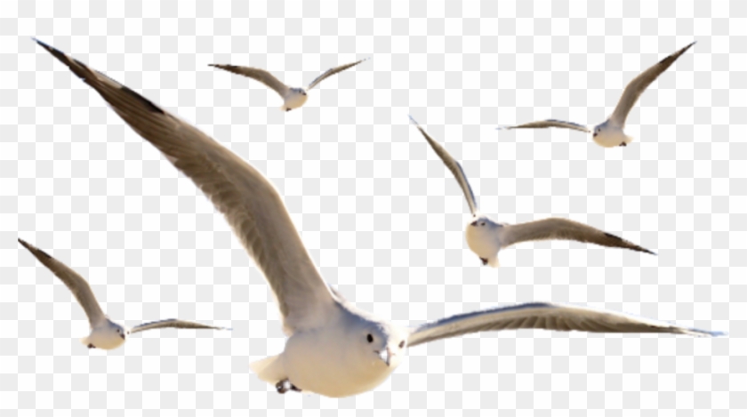 European Herring Gull Clipart #4268812