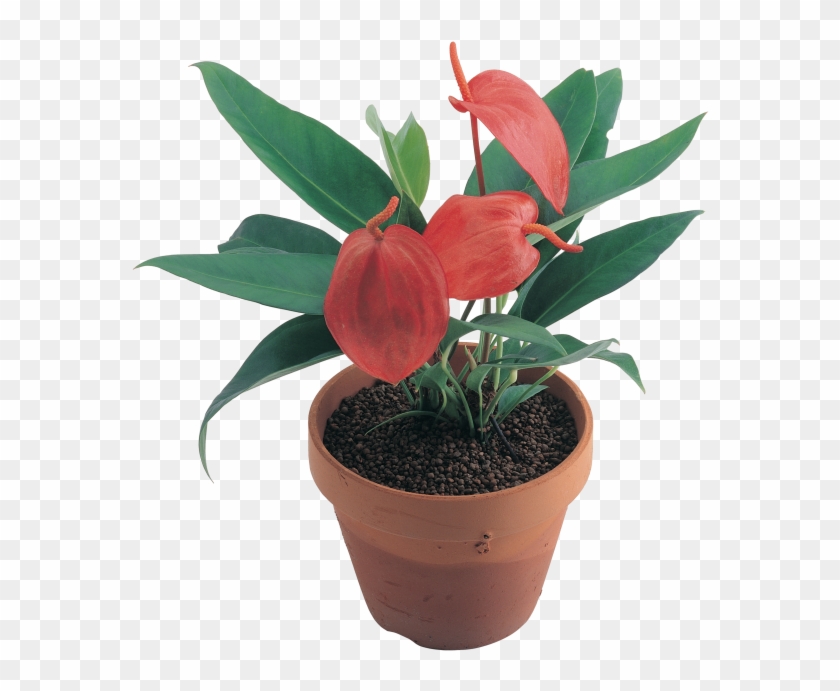 Download High Resolution Png - Flowerpot Clipart #4269220