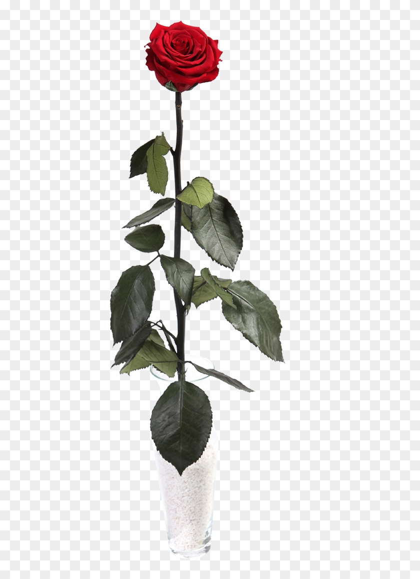 Garden Roses Clipart #4270988