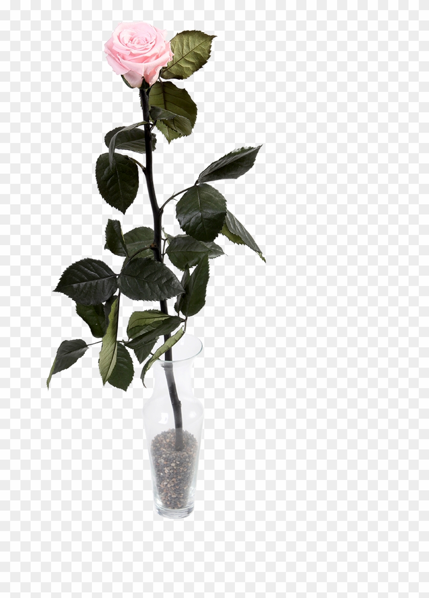Rosa Rosada En Florero Clipart