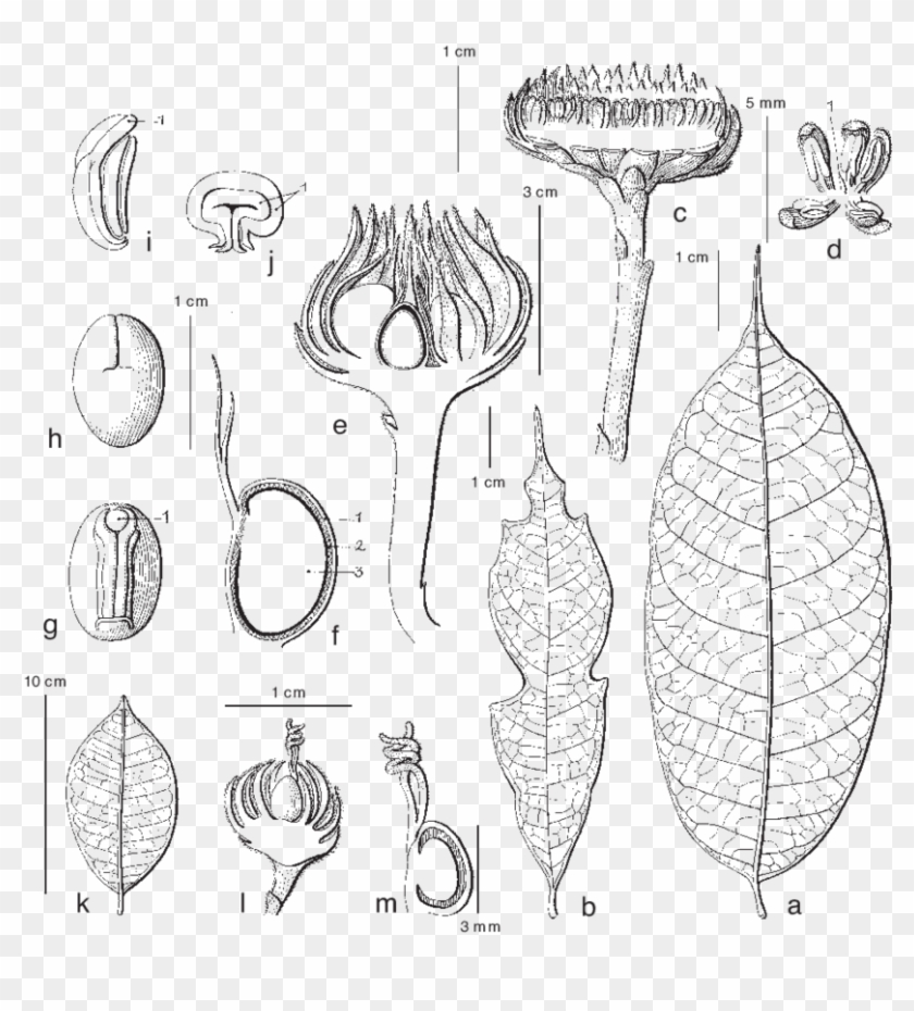 A J - Line Art Clipart