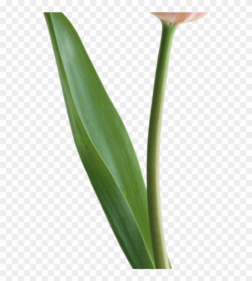 Spring Flowers Pictures Clip Art Free Clipart & Vector - Flax-leaved Tulip - Png Download