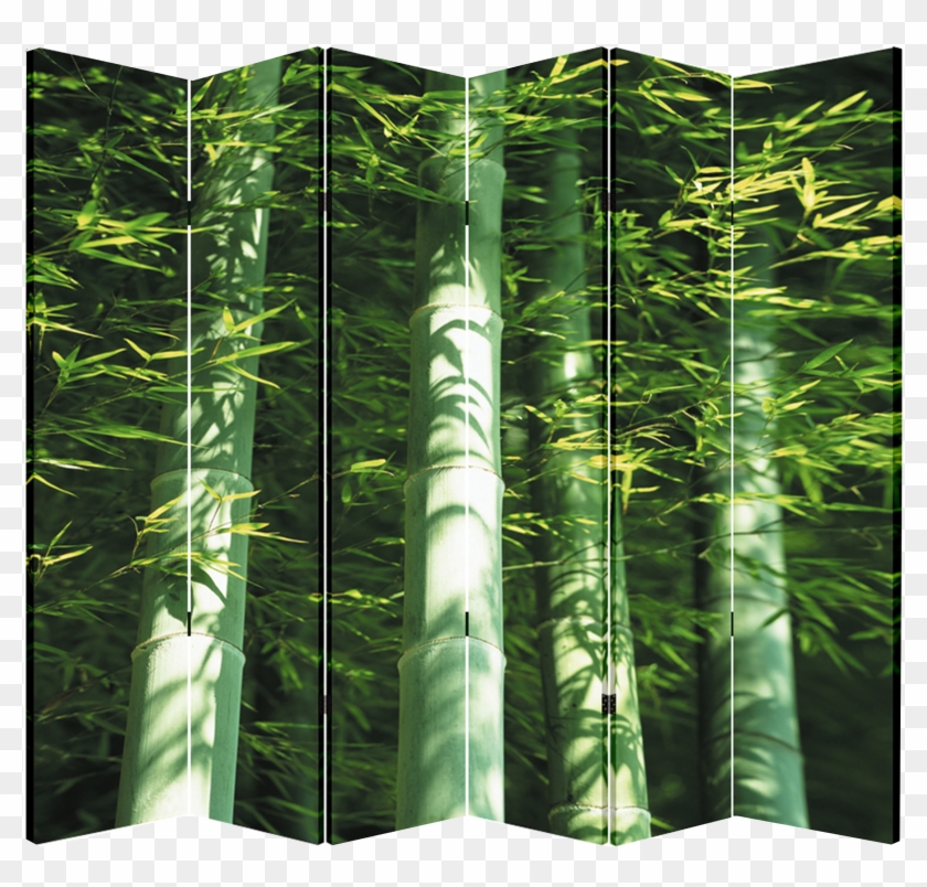 6 Panel Folding Screen Canvas Divider- Bamboo - Rainforest Clipart