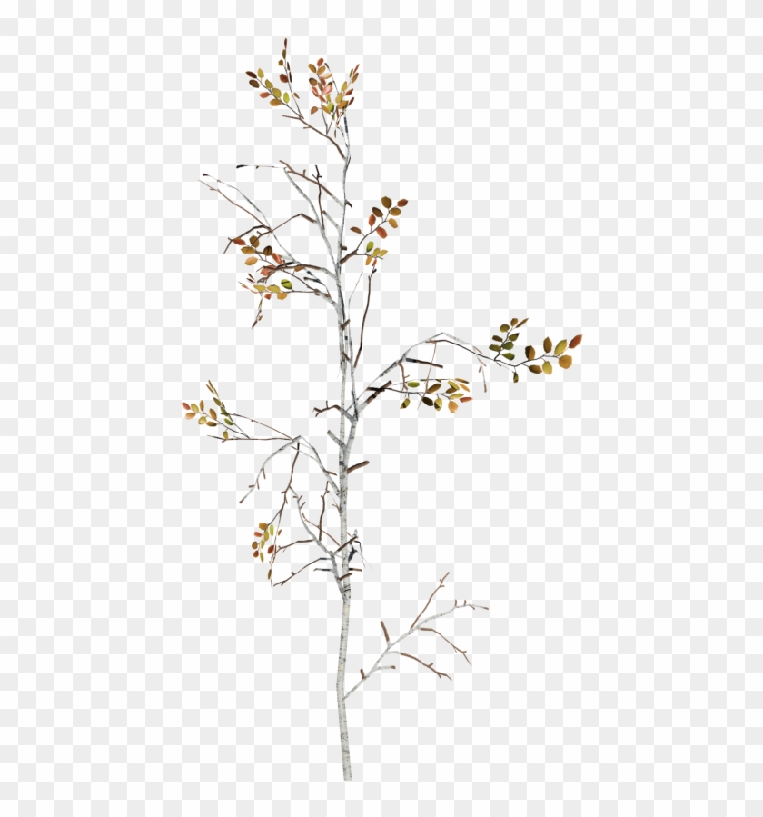 Paper Birch Sapling - Heath Aster Clipart