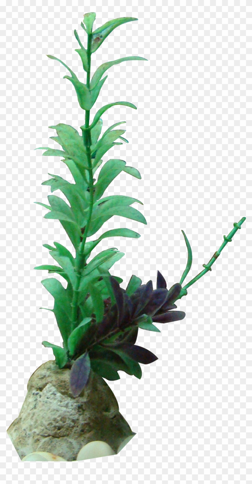 Sapling Vector Flowering Plant - Freshwater Aquarium Clipart