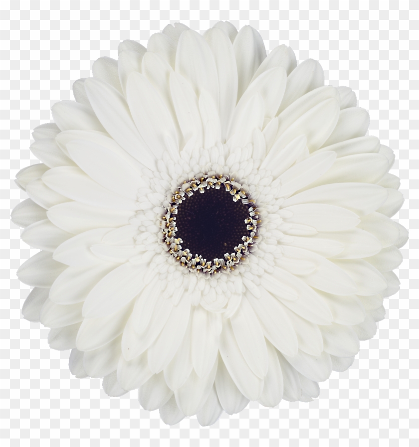 Florist Holland - Sunflower Mandala Clipart #4273074