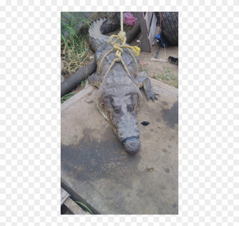 Cocodrilo Alarmó A Conductores De La Avenida De La - American Alligator Clipart