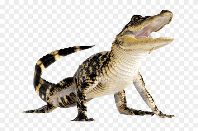 Descargar - Alligator Png Clipart