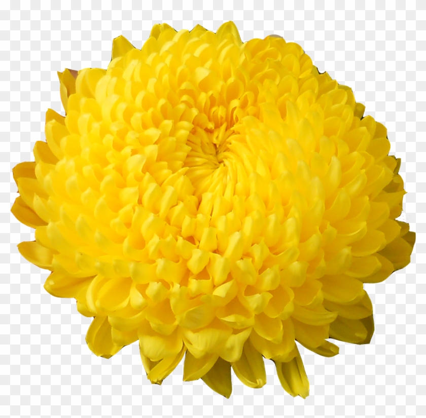 Astroid, Astroid - Crisantemi Png Clipart #4276953
