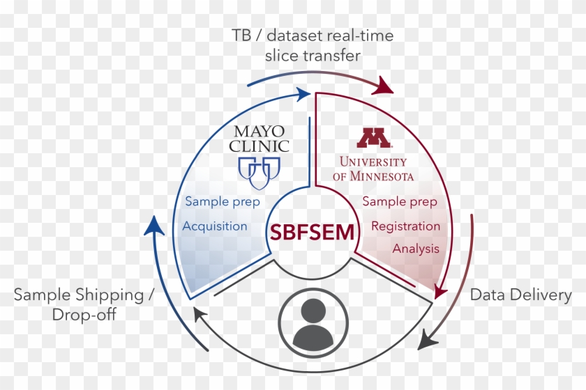 Face Electron Microscopy And Data Sharing, Thanks To - University Of Minnesota Clipart