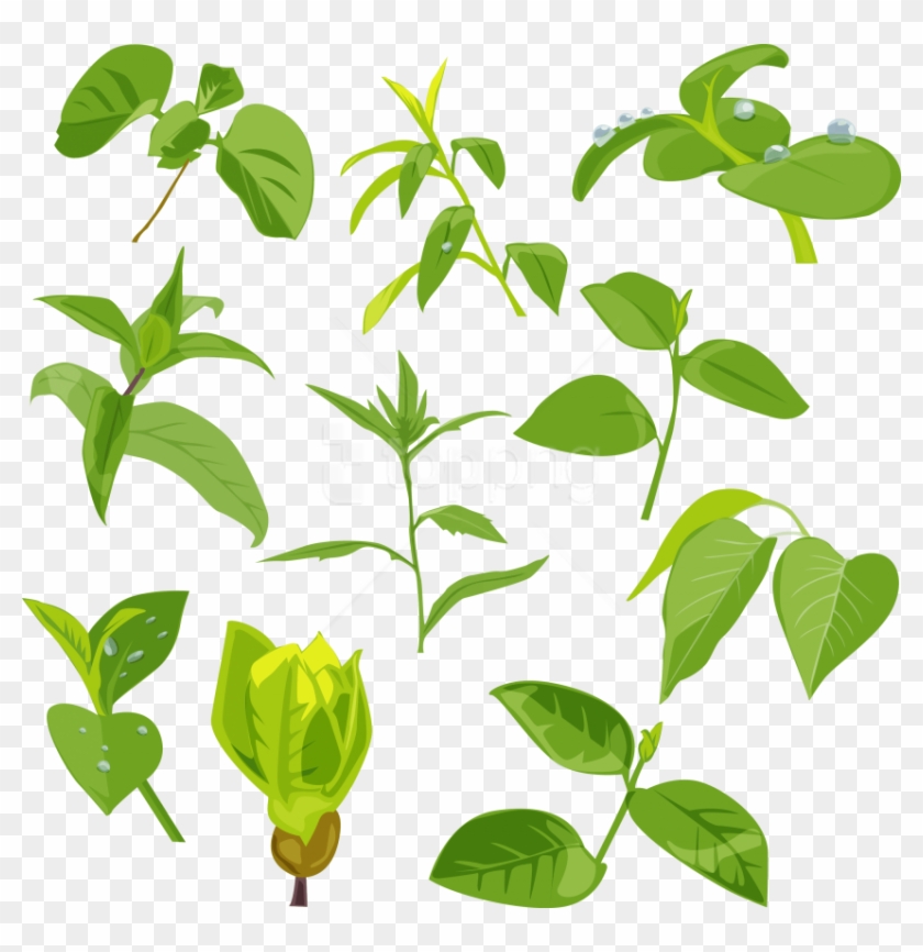 Free Png Download Green Leaves Clipart Png Photo Png - 茶葉 矢量 Transparent Png #4279574