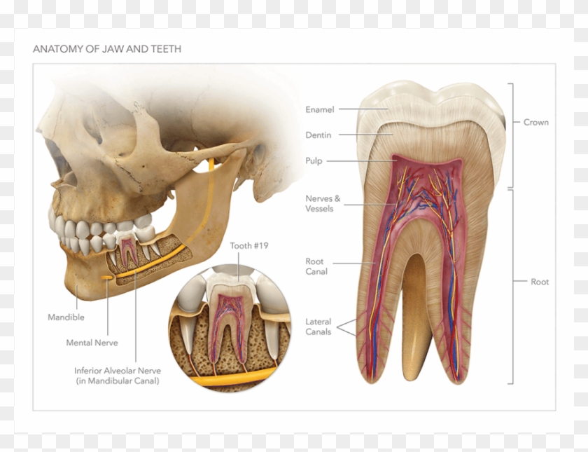 Anatomy Of The Jaw And Teeth - Skull Clipart #4281227