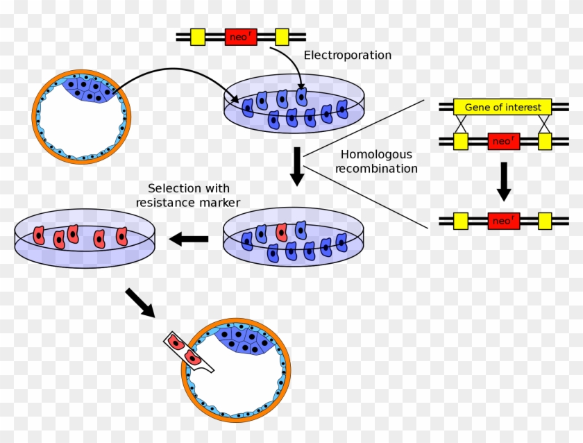 Make A Cell Line Clipart