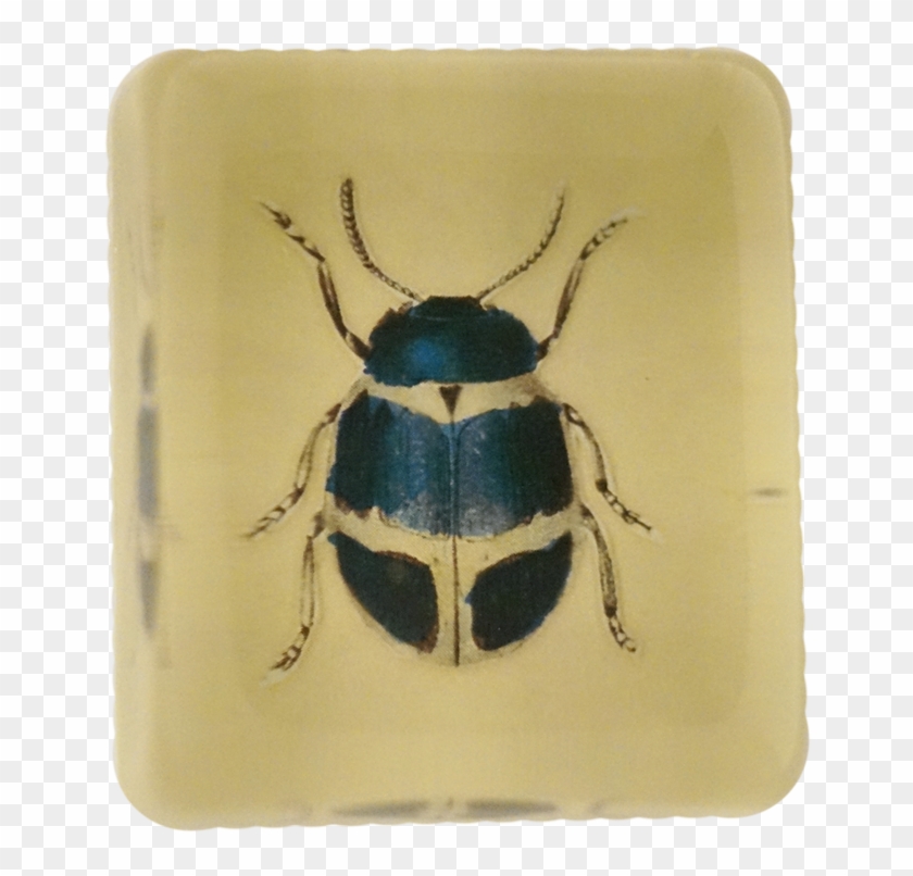 Jewel Beetles Clipart