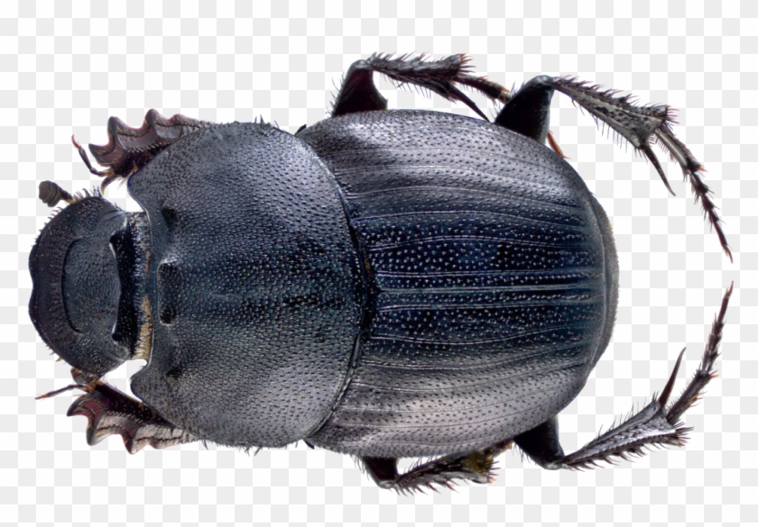 Dung Beetle Png File - Dung Beetle Malaysia Clipart #4288949