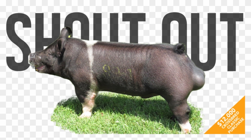 The - Indian Rhinoceros Clipart