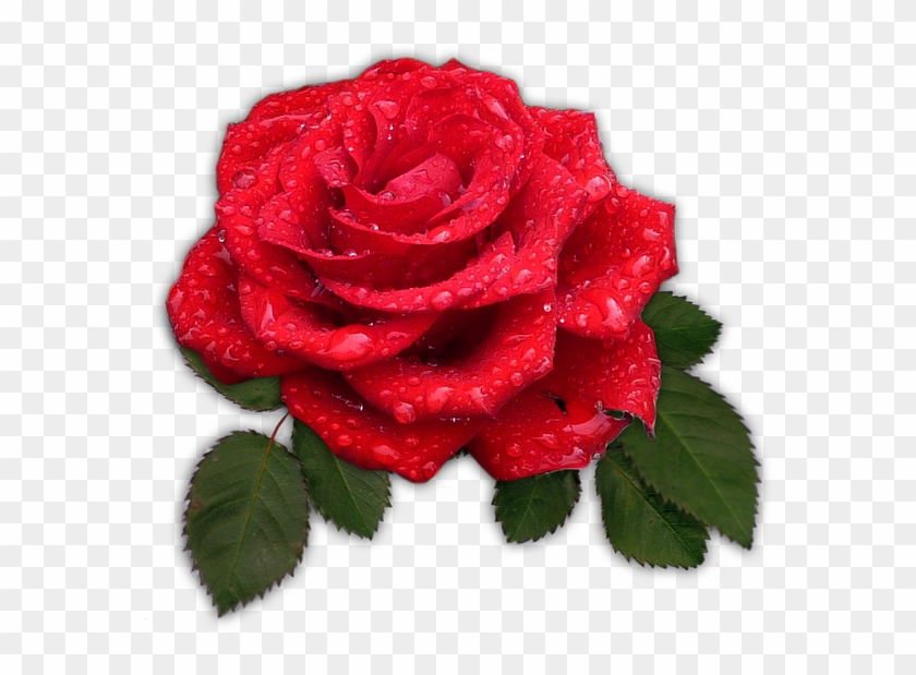 Roses Are Red - Bunga Mawar Merah Png Clipart