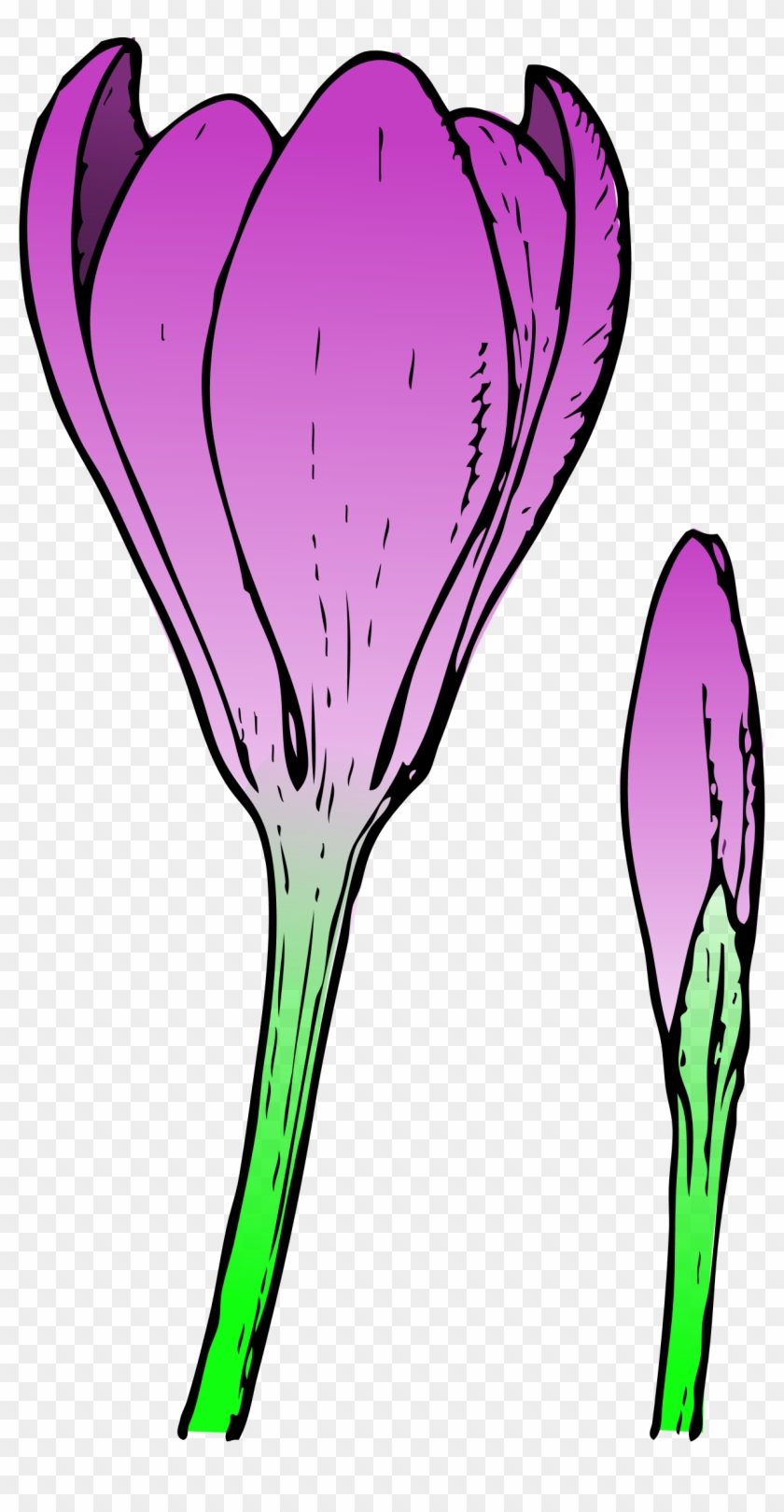 Spring Flowers Clip Art - Crocus Flower - Png Download