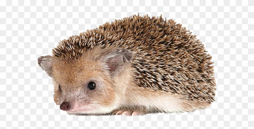 Hedgehog Png Clipart