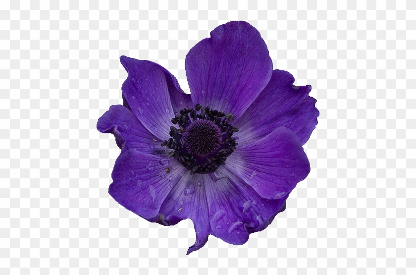 Purple Flower - Purple Poppy Transparent Clipart #430650