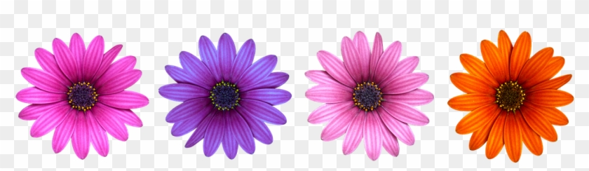 Blossom,orange Blossom,purple Flower - Fischer Progressor F19 2017 Clipart #430828