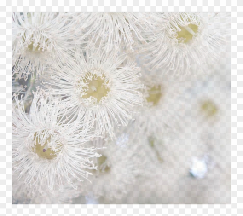 Watermark-flower - Macro Photography Clipart